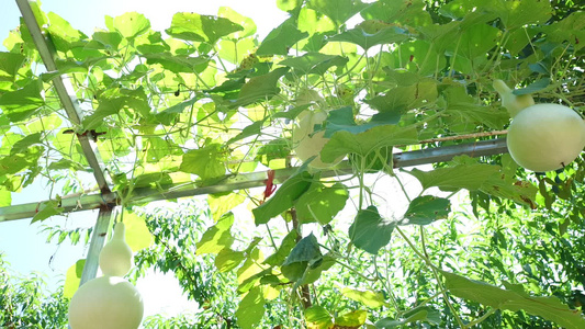 农村蔬菜种植大棚葫芦瓜视频