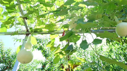 农村蔬菜种植大棚葫芦瓜视频