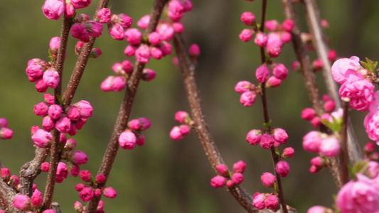 特写花骨朵花蕾花苞花瓣视频