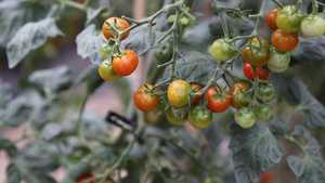 红色小番茄种植大棚16秒视频