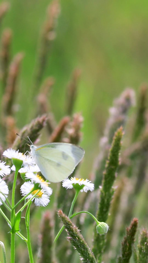 微距拍摄花朵上的蝴蝶合集大自然68秒视频