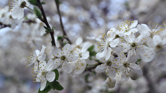 特写白色花朵在樱桃树上随风摇曳视频