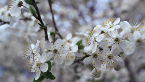 特写白色花朵在樱桃树上随风摇曳16秒视频
