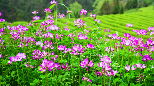 春天里的美丽紫云英花朵视频