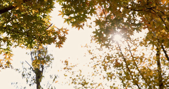 逆光下秋天金黄色树叶透出光芒视频