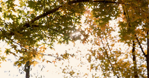 逆光下秋天金黄色树叶透出光芒10秒视频