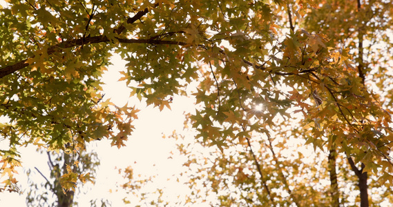 逆光下秋天金黄色树叶透出光芒视频