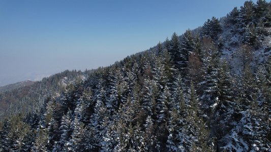 雪景森林航拍视频