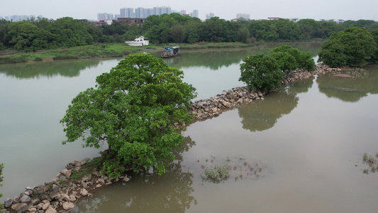 春季的湿地航拍视频