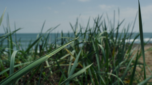 生机勃勃的绿草在风中摇曳海洋海滩上的草甸场18秒视频