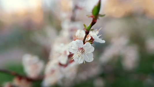 樱花在美丽的花园中摇曳视频