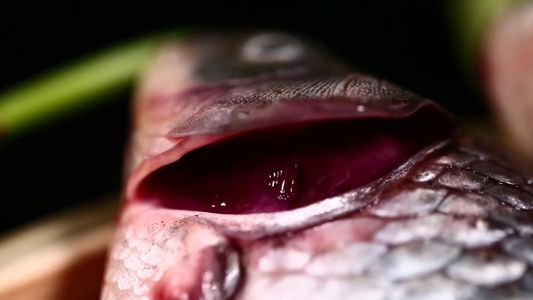 鱼鳃辨别鱼新鲜程度视频