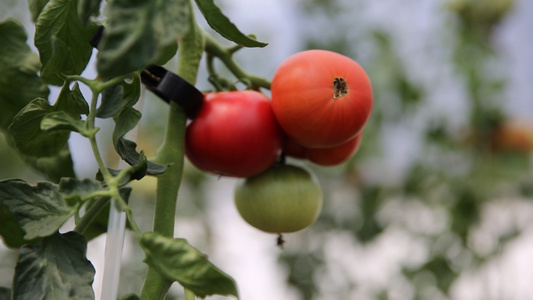 蔬菜红番茄[疏菜]视频