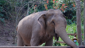 大象喂食和游客互动85秒视频