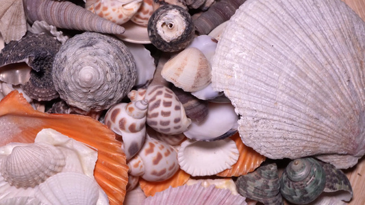 各种贝壳海洋生物视频