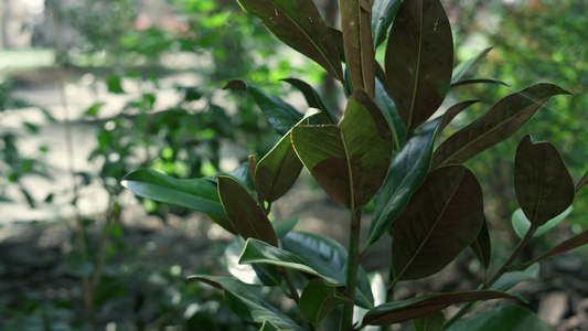 热带自然中的绿色植物种植园视频