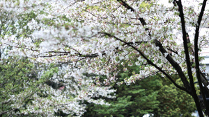 飘落的樱花和满地花瓣13秒视频