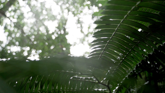 1080P升格植物特写[复名]视频