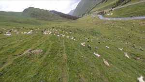 2.7K新疆草原斜坡上大片羊群9秒视频