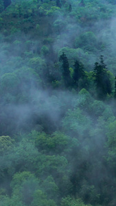 航拍森林云雾缭绕青山绿水视频