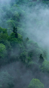 航拍森林云雾缭绕青山绿水视频