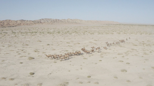 戈壁骆驼群视频