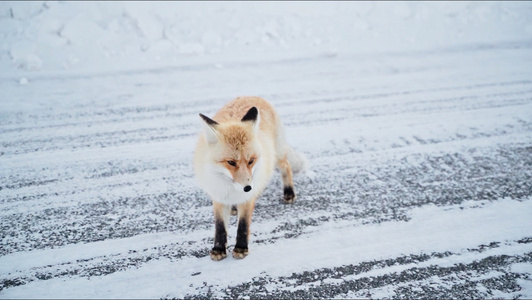 1080P雪地里的小狐狸视频