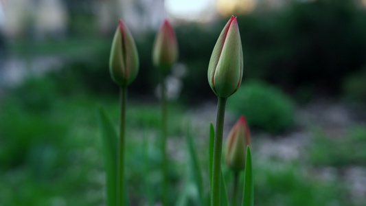 春天花园里绽放着美丽的郁金香视频