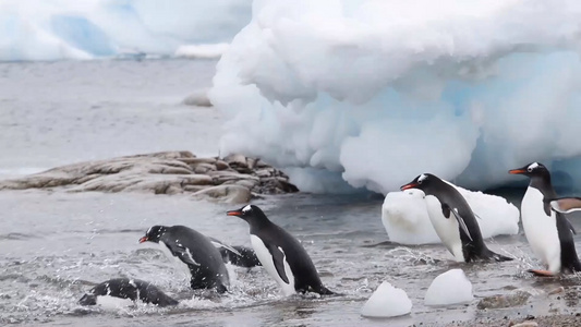 南极企鹅下水游泳上岸捕食视频