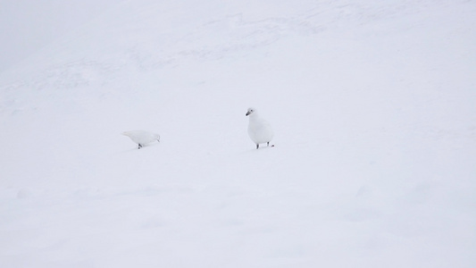 南极企鹅下水游泳鸟雪地里捕食视频