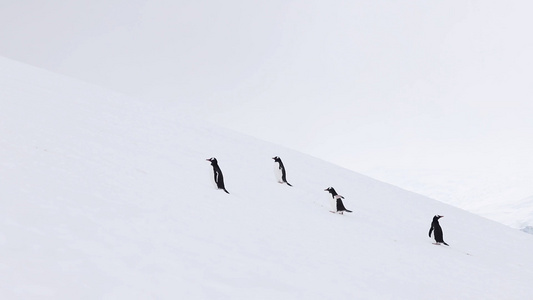 南极企鹅冰川爬坡视频