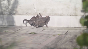 两只猫打闹10秒视频