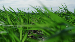 生态农业绿色小麦种植场21秒视频