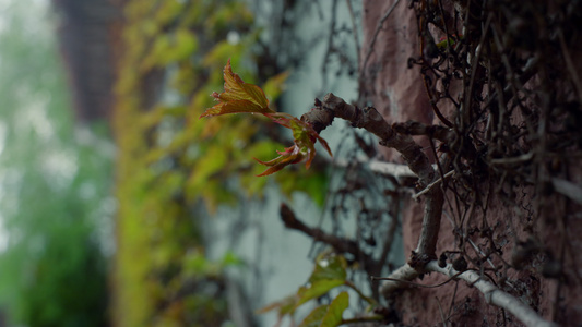 美丽的自然树皮纹理在户外春天森林视频