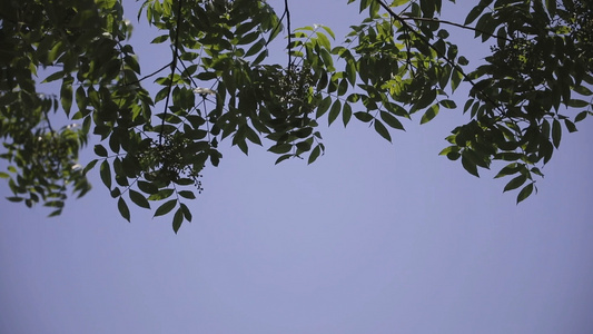 夏天的风吹过树叶[风刮]视频