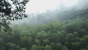 山林里的落雨12秒视频