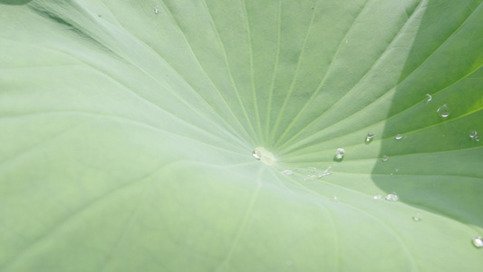 水滴滴落在荷叶上的慢动作升格视频