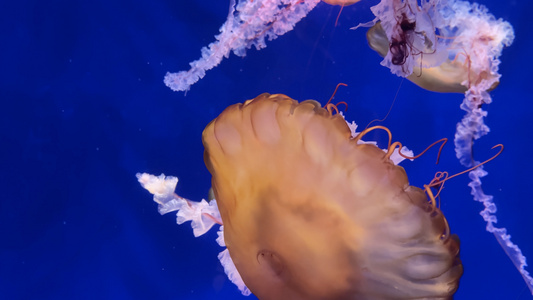 4k实拍水族馆里游动的水母视频