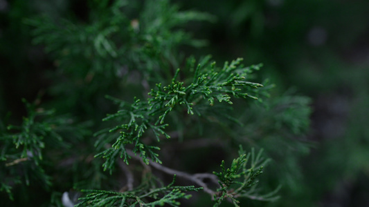 绿色侧柏枝摇曳的风装饰针叶植物视频