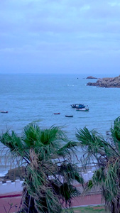 实拍夏季海边大风吹刮棕榈树视频