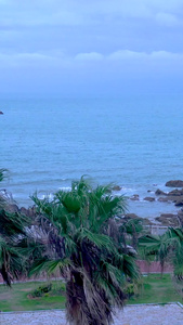 实拍夏季海边大风吹刮棕榈树视频