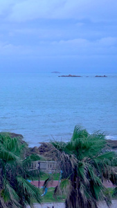 实拍夏季海边大风吹刮棕榈树视频