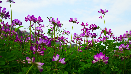 春天里的美丽紫云英花朵视频