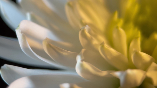 微距鲜花摄影白菊花 视频