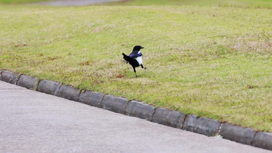 草地上行走觅食的黑嘴喜鹊视频