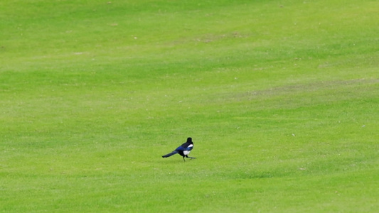 草地上行走觅食的黑嘴喜鹊视频