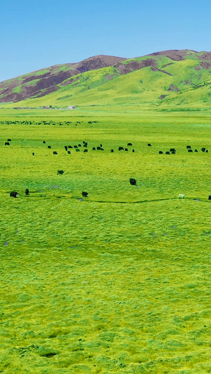 西藏高原春季绿色草原航拍素材西藏航拍素材71秒视频