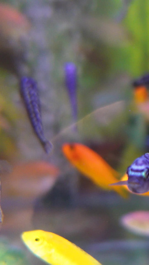 鱼缸中的观赏金鱼宠物素材景观鱼素材55秒视频