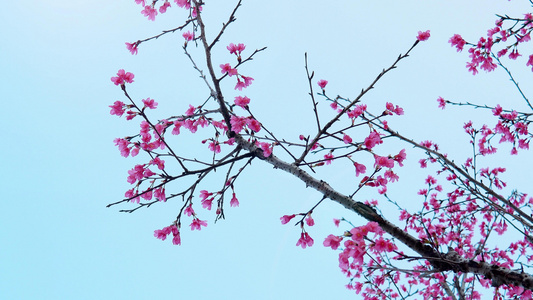 蓝天广州樱桃花樱花视频