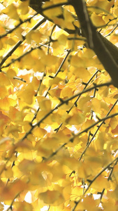 实拍秋天金黄的银杏树上的松鼠视频